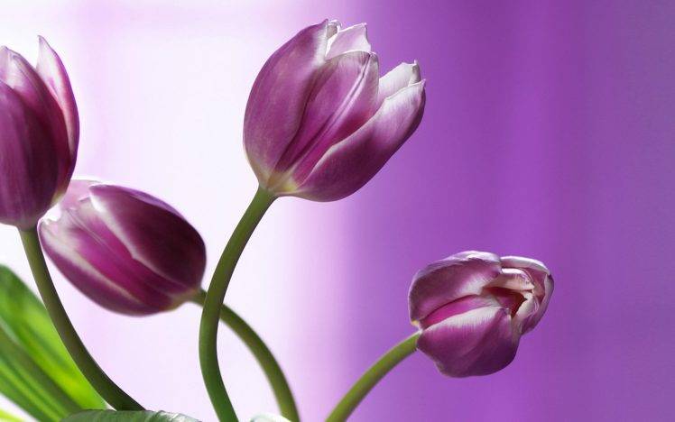 flowers, Nature, Tulips, Purple Flowers HD Wallpaper Desktop Background