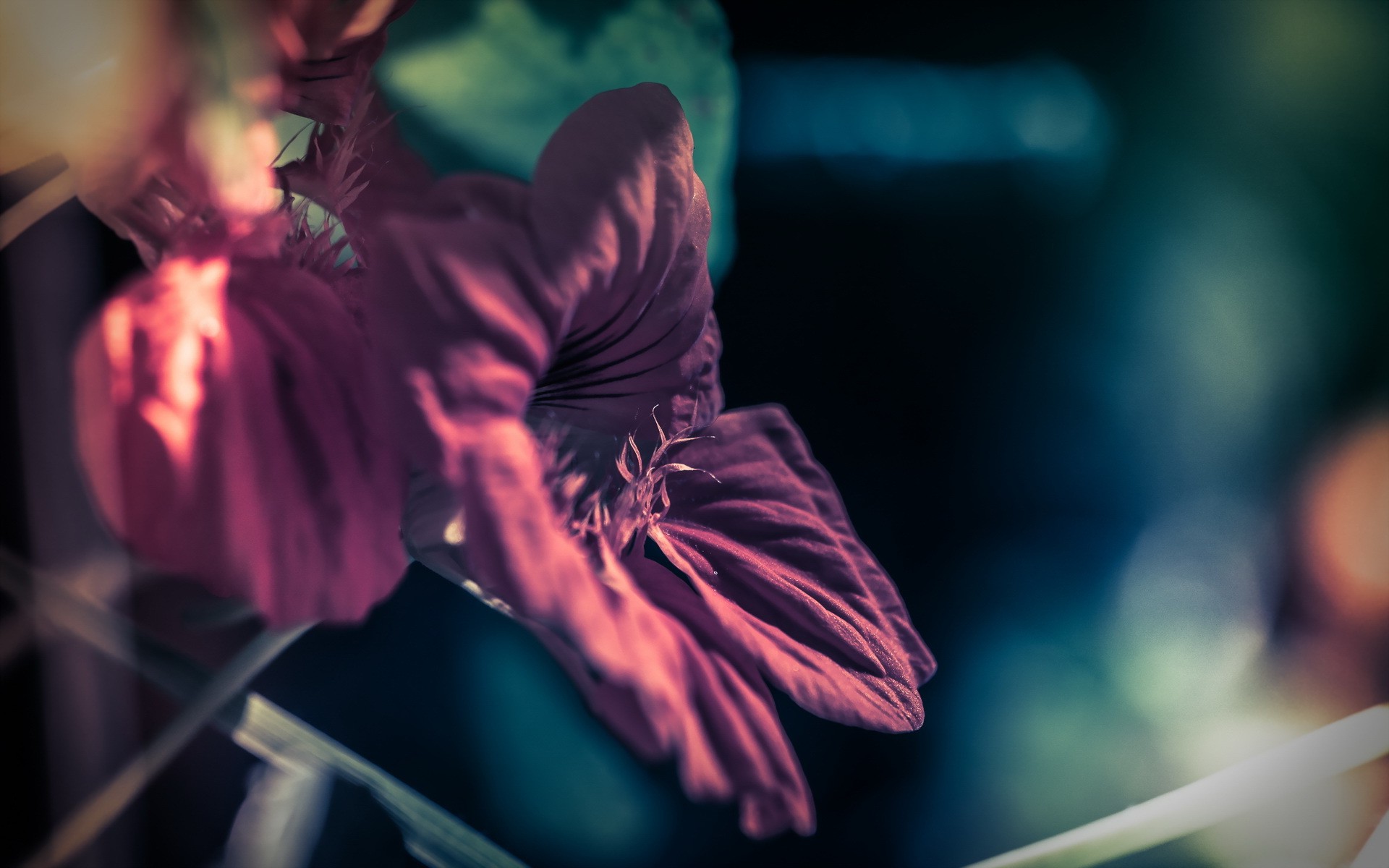 flowers, Nature, Purple Flowers Wallpaper