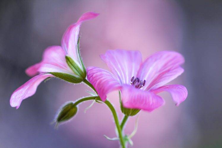 flowers, Nature, Pink Flowers, Macro HD Wallpaper Desktop Background