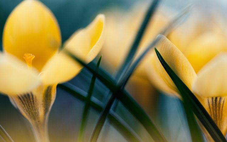 flowers, Nature, Yellow Flowers, Macro HD Wallpaper Desktop Background