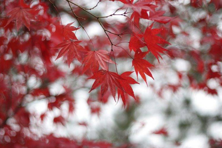nature, Leaves, Selective Coloring HD Wallpaper Desktop Background