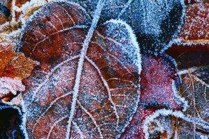 nature, Frost, Leaves