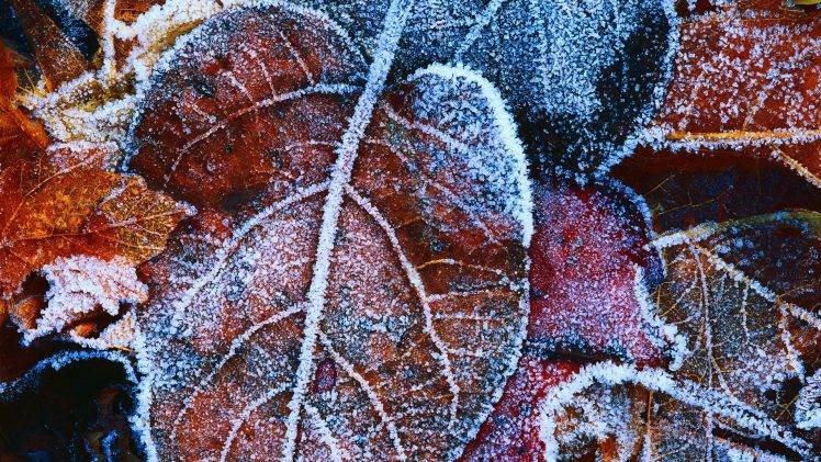 nature, Frost, Leaves HD Wallpaper Desktop Background