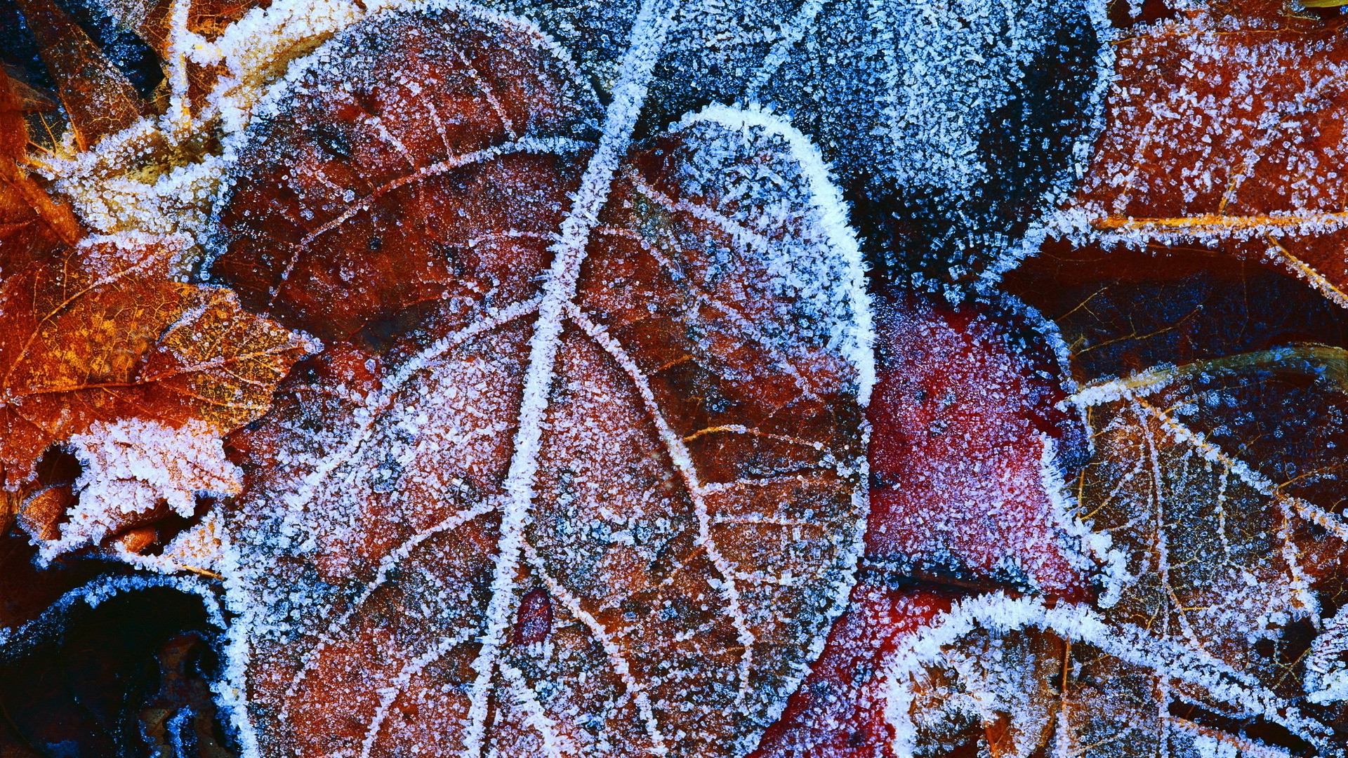 nature, Frost, Leaves Wallpaper