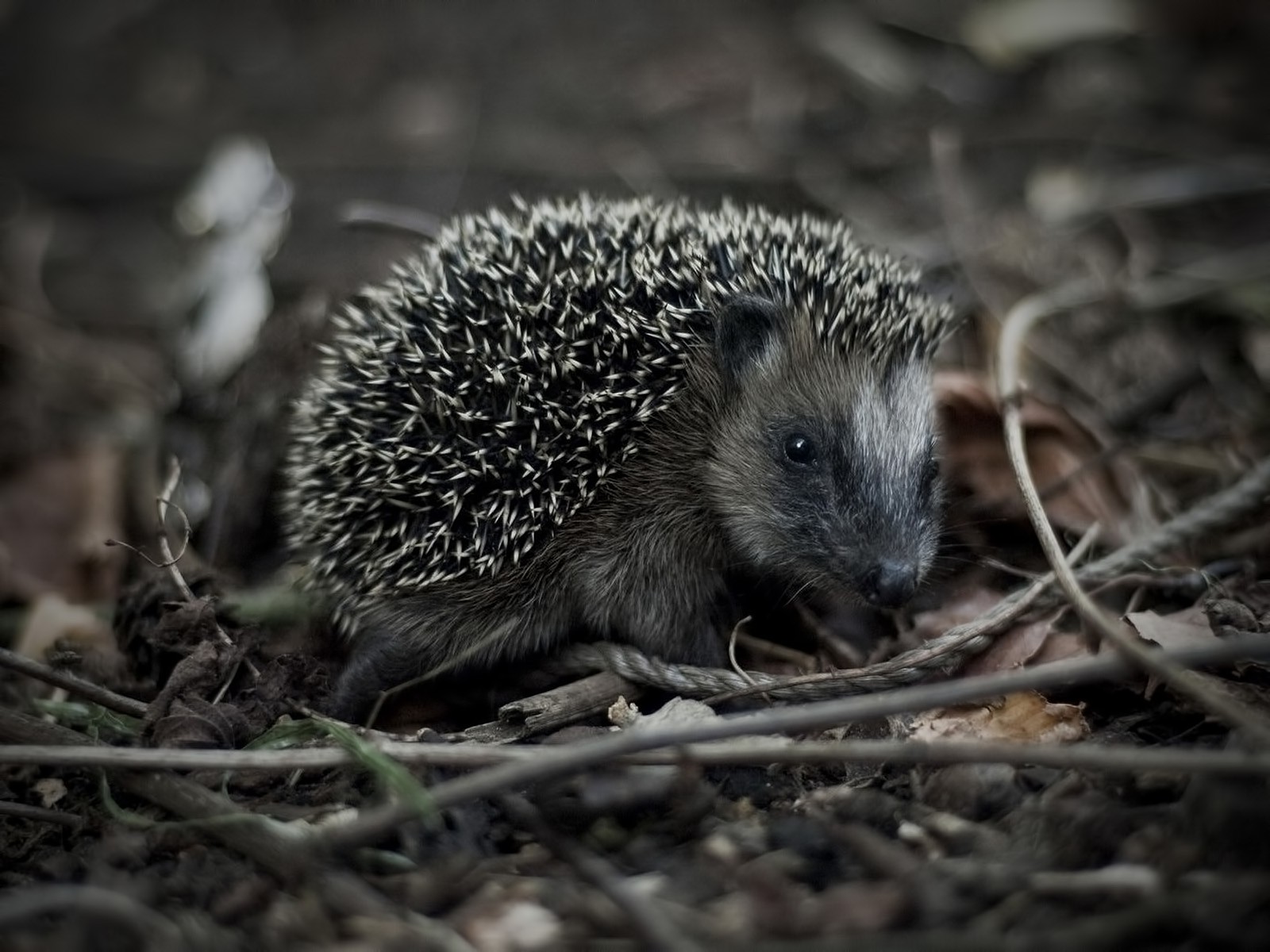 animals, Hedgehog Wallpaper