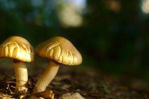 mushroom, Macro, Nature