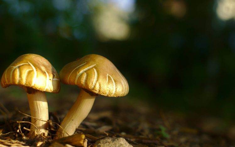 mushroom, Macro, Nature HD Wallpaper Desktop Background