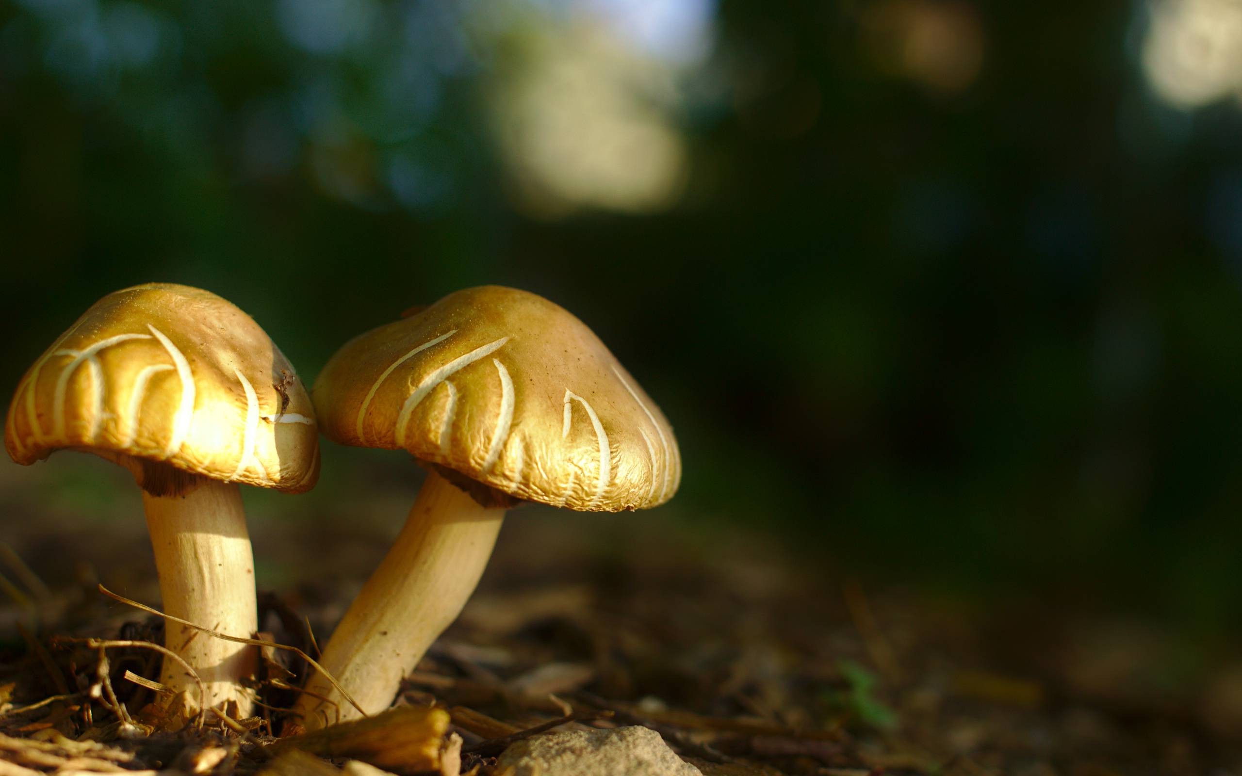 mushroom, Macro, Nature Wallpaper