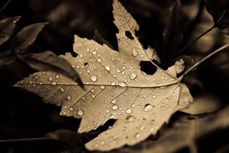 leaves, Sepia, Dew, Nature HD Wallpaper Desktop Background