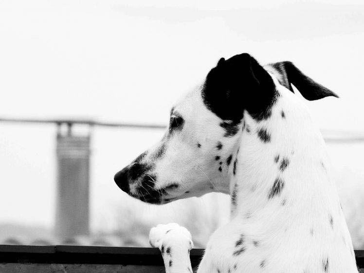 Dalmatian, Animals, Dog HD Wallpaper Desktop Background