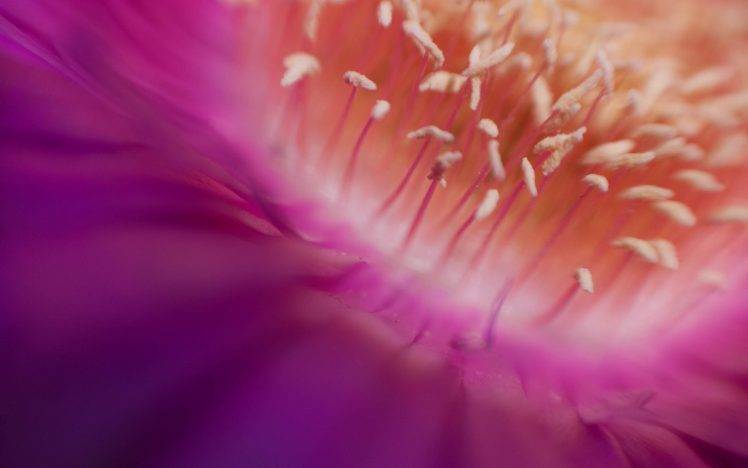 macro, Flowers, Nature HD Wallpaper Desktop Background