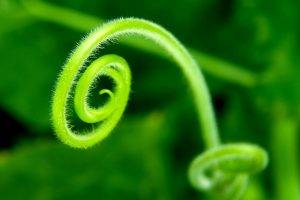 nature, Plants, Spiral, Macro