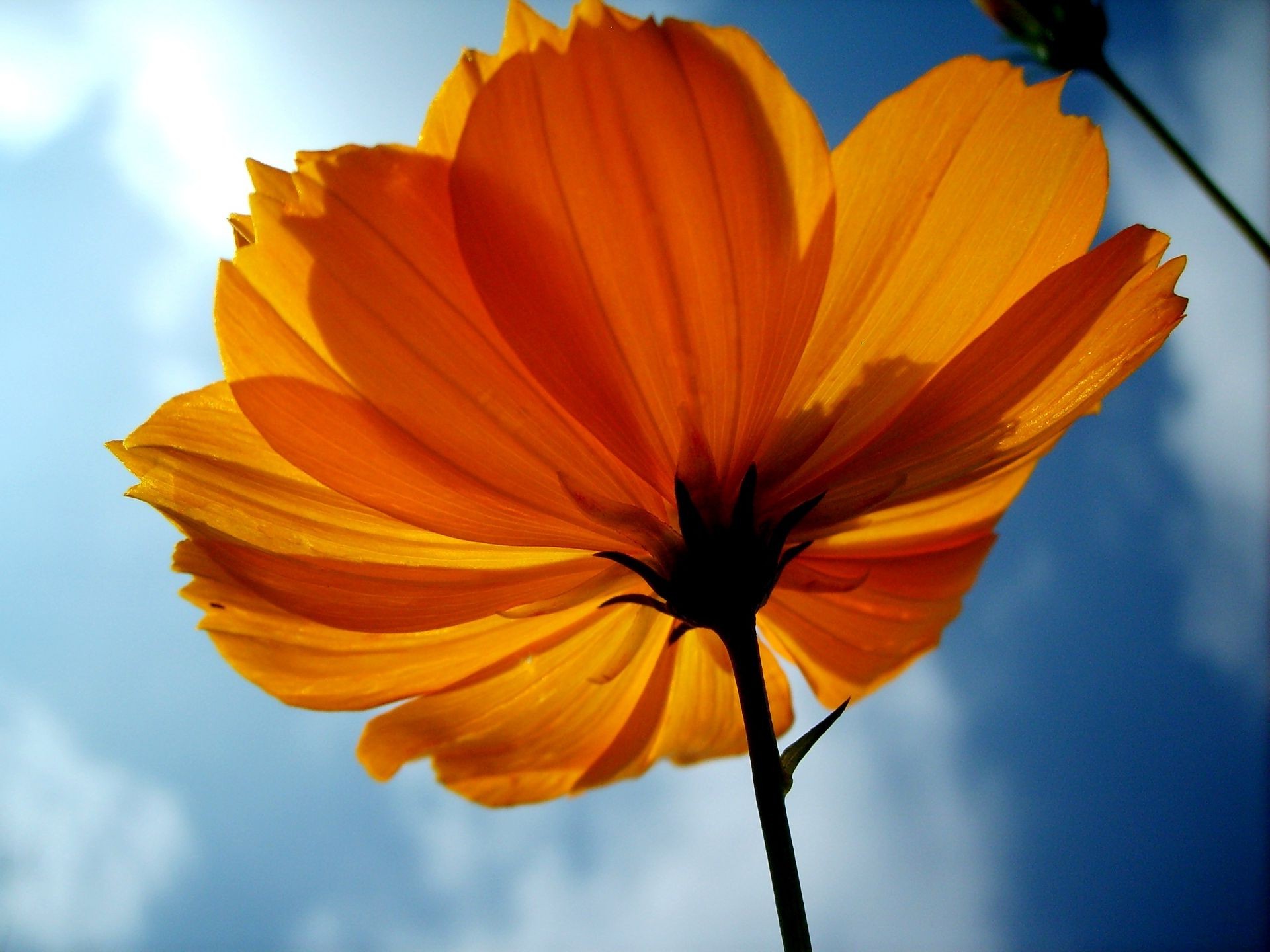 macro, Flowers, Orange Flowers Wallpapers HD / Desktop and Mobile ...