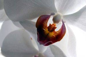 macro, White Flowers, Flowers, Orchids
