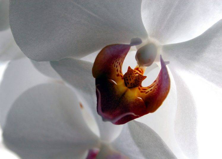 macro, White Flowers, Flowers, Orchids HD Wallpaper Desktop Background