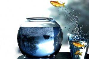 digital Art, Goldfish, Glass, Fishbowls, Fish, Jumping, Water Drops
