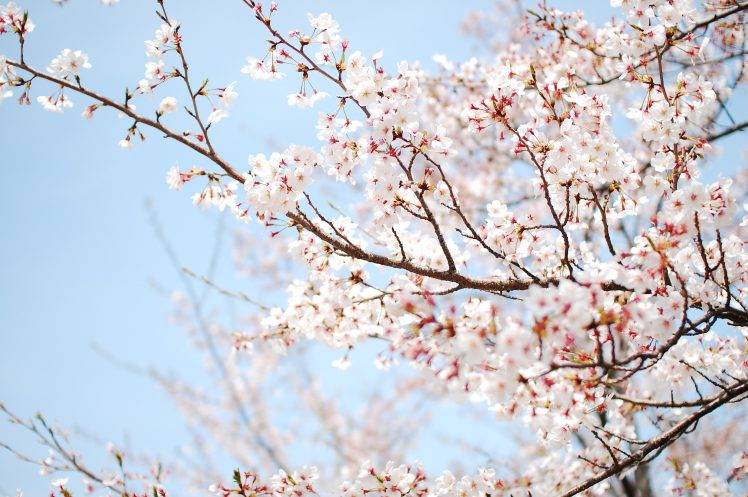 flowers, Trees, Blossoms, Nature HD Wallpaper Desktop Background