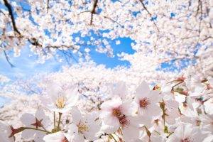 flowers, Trees, Blossoms, Nature
