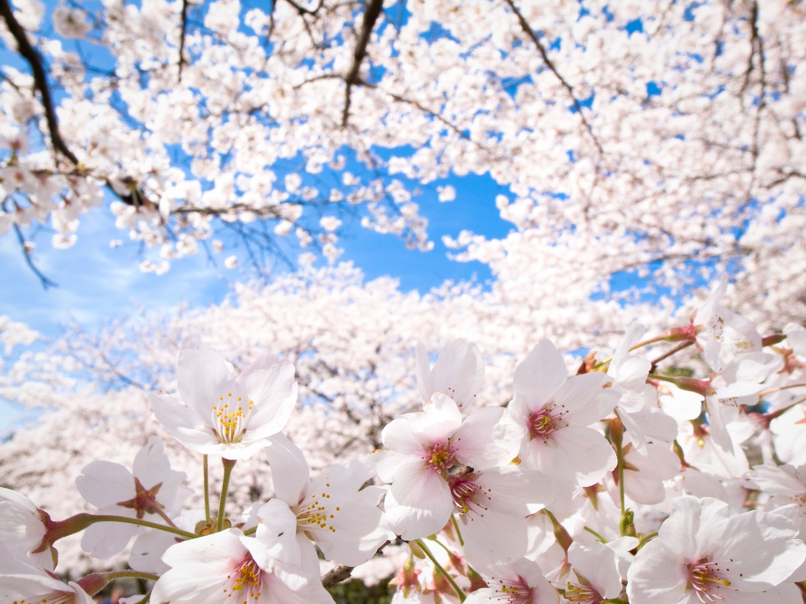 flowers, Trees, Blossoms, Nature Wallpaper
