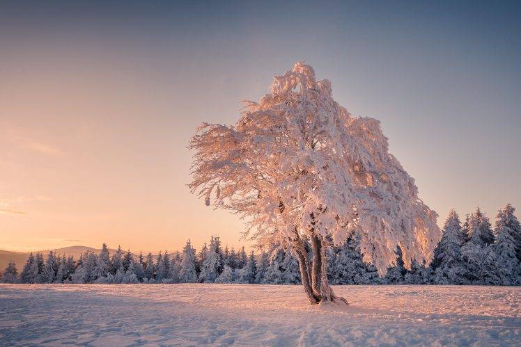landscape, Winter, Snow, Trees HD Wallpaper Desktop Background
