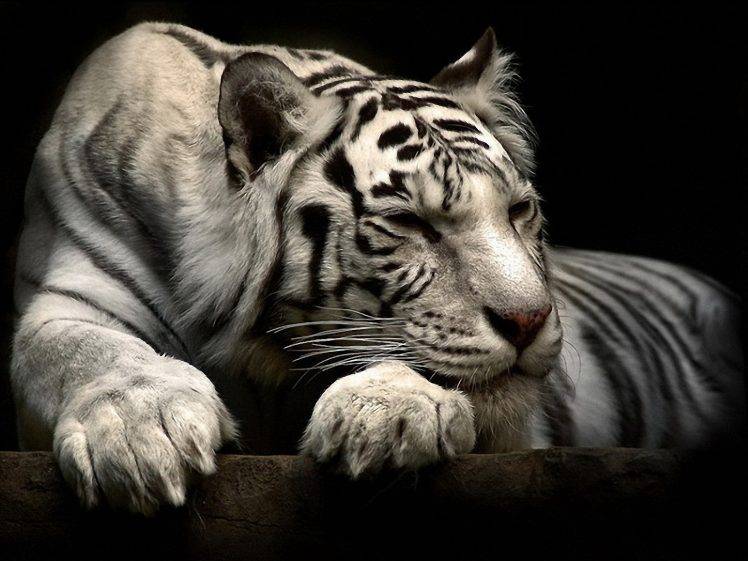 white Tigers, Tiger, Animals HD Wallpaper Desktop Background