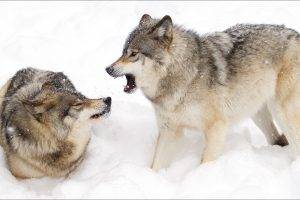 snow, Animals, Wolf