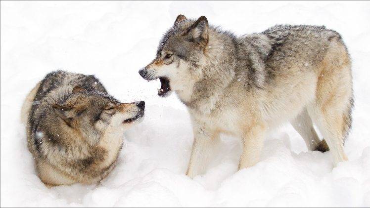 snow, Animals, Wolf HD Wallpaper Desktop Background