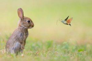 moths, Insect, Grass, Rabbits, Animals
