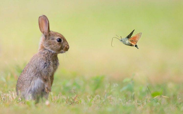 moths, Insect, Grass, Rabbits, Animals HD Wallpaper Desktop Background
