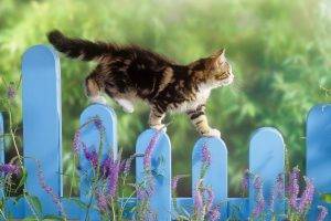 cat, Fence, Animals, Lavender, Climbing