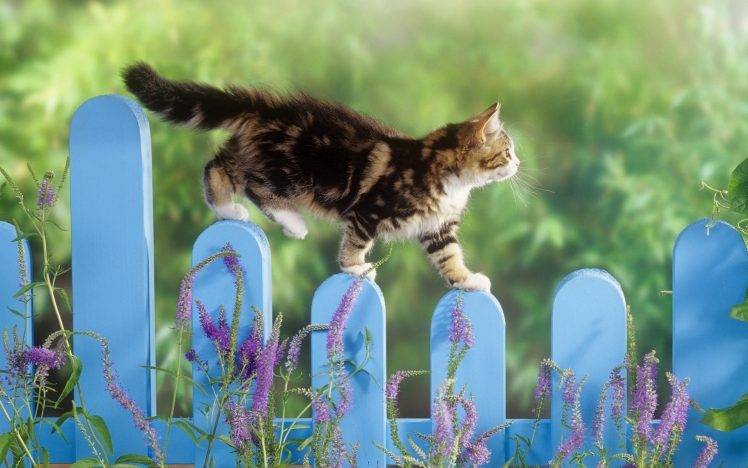 cat, Fence, Animals, Lavender, Climbing HD Wallpaper Desktop Background