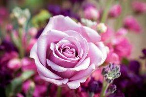 flowers, Rose, Nature, Pink Flowers