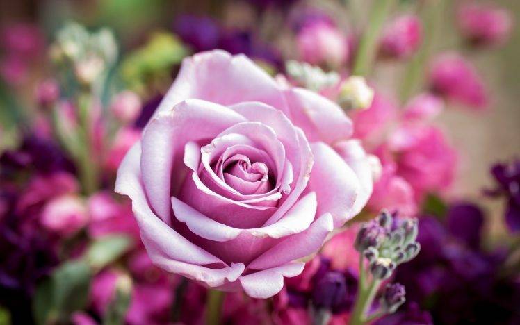 flowers, Rose, Nature, Pink Flowers HD Wallpaper Desktop Background