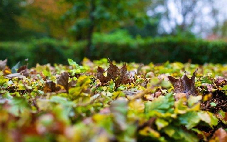 leaves, Nature, Depth Of Field, Worms Eye View HD Wallpaper Desktop Background