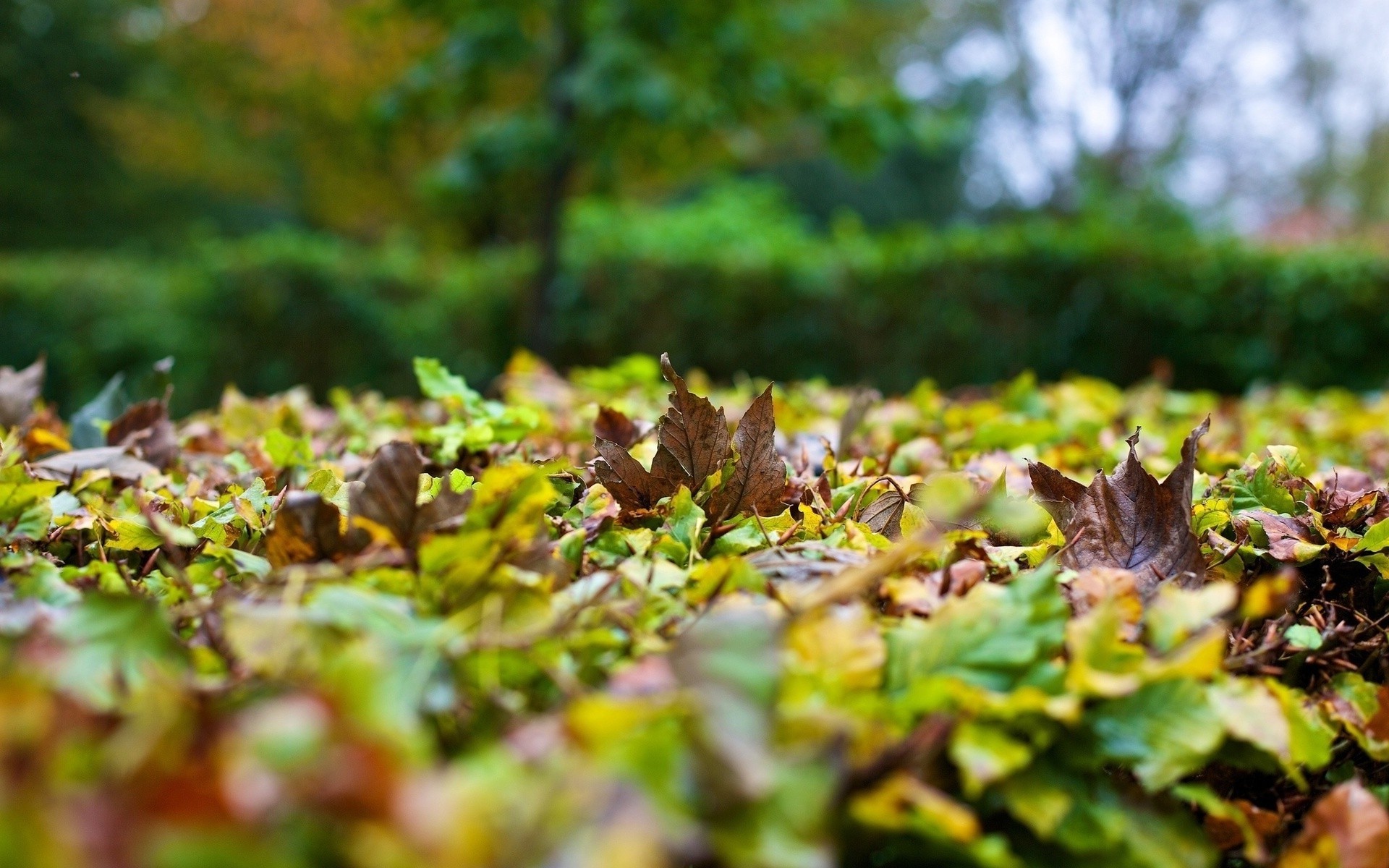 leaves, Nature, Depth Of Field, Worms Eye View Wallpaper