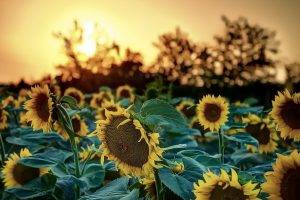 sunflowers, Sunlight, Nature, Flowers, Bokeh