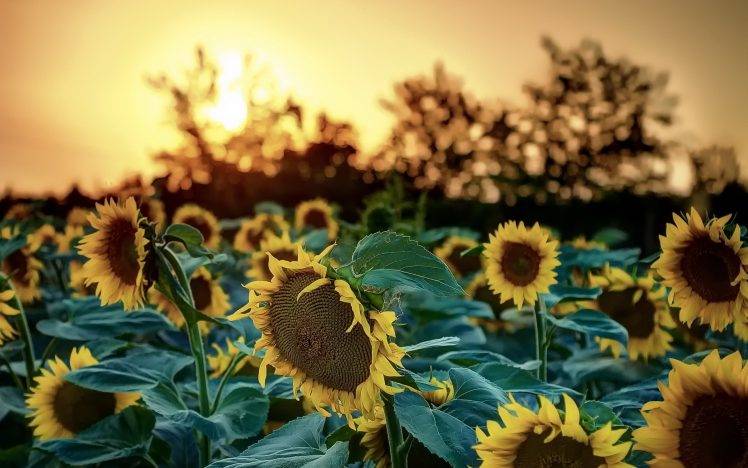 sunflowers, Sunlight, Nature, Flowers, Bokeh HD Wallpaper Desktop Background