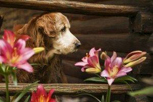 dog, Flowers, Animals, Fence, Lilies