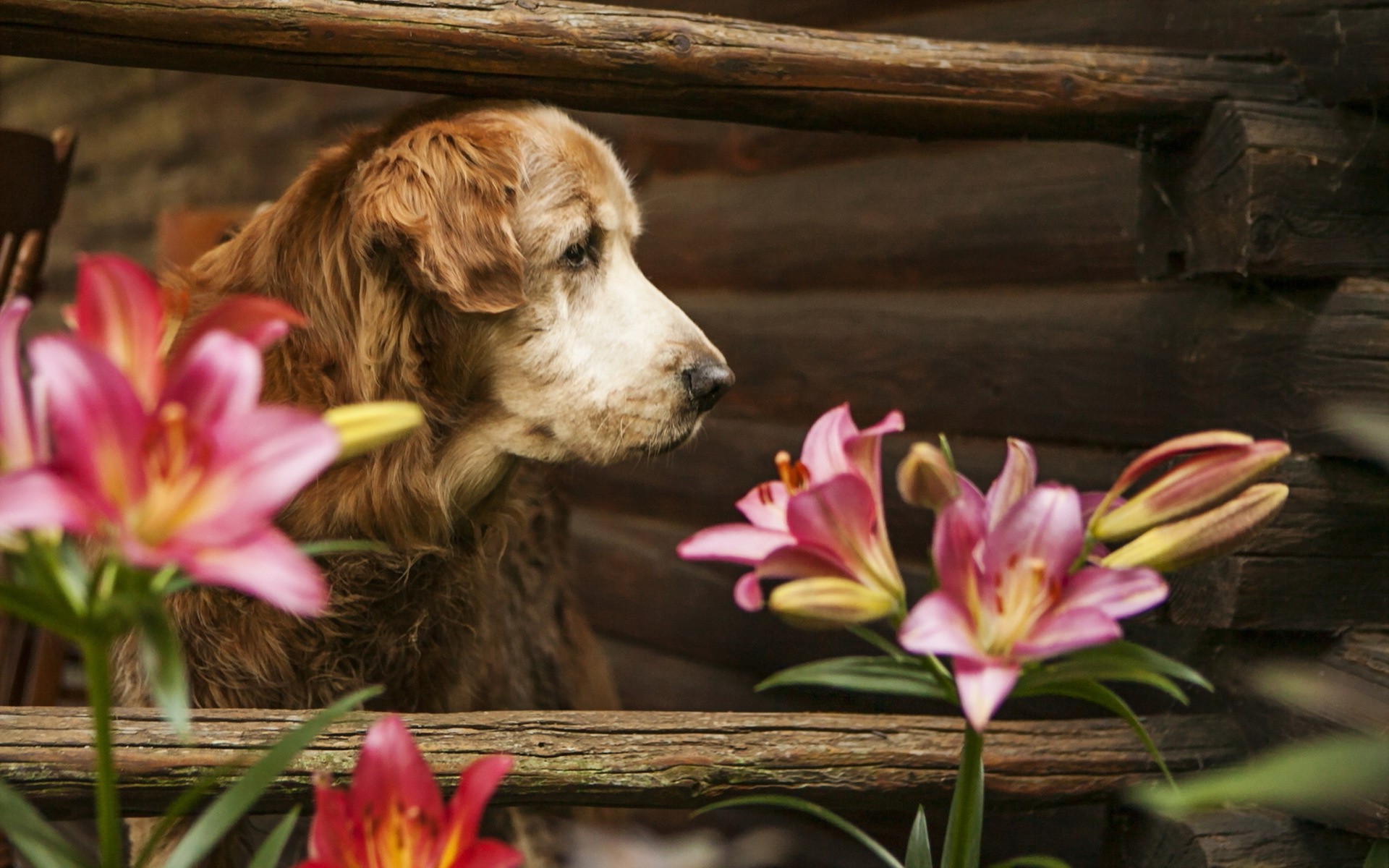 dog, Flowers, Animals, Fence, Lilies Wallpaper