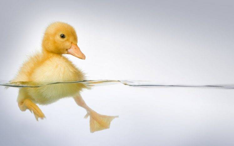 baby Animals, Duck, Birds, Split View, Water HD Wallpaper Desktop Background