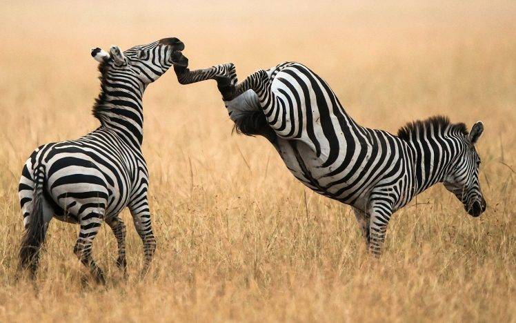 zebras, Animals HD Wallpaper Desktop Background
