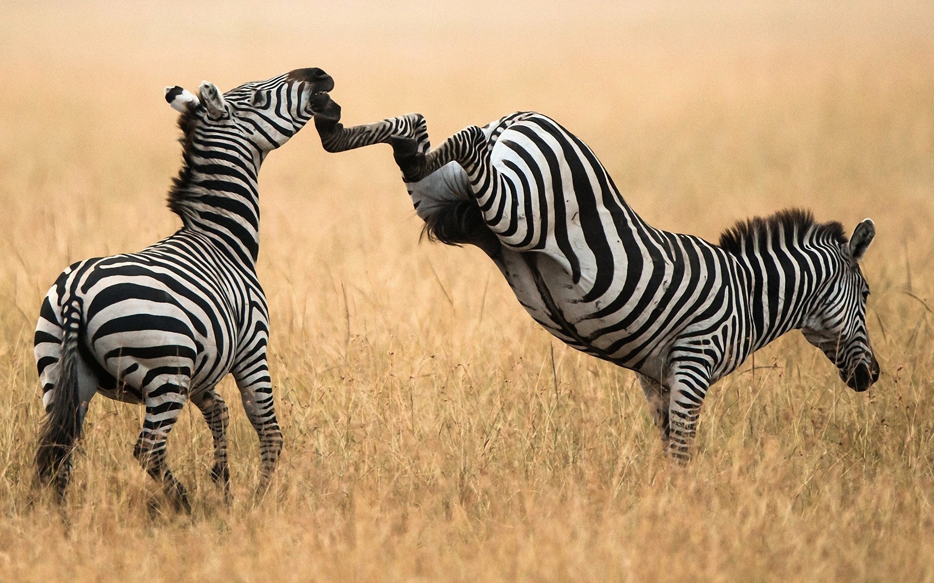 zebras, Animals Wallpaper