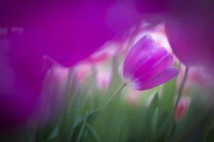 purple Flowers, Flowers, Tulips