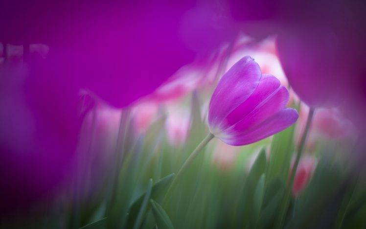 purple Flowers, Flowers, Tulips HD Wallpaper Desktop Background