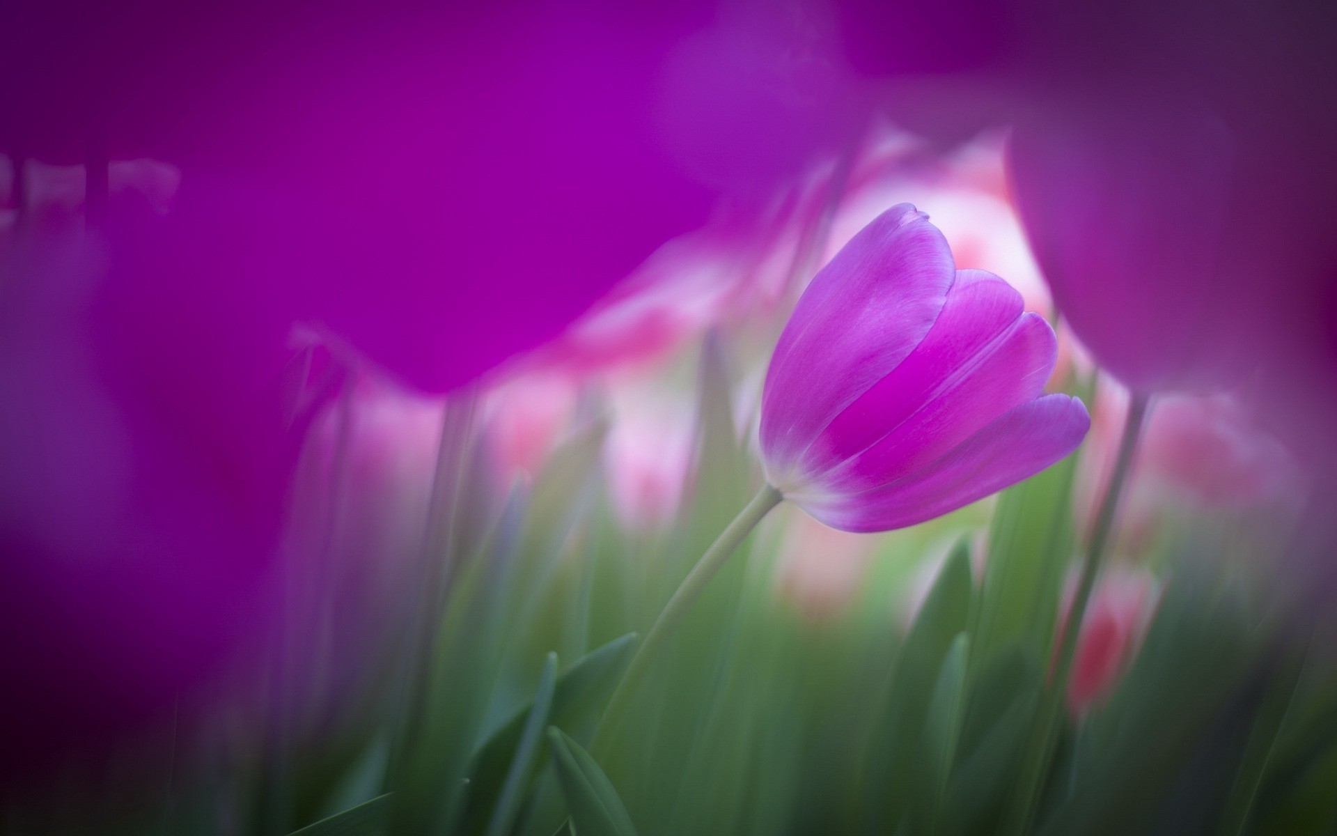 purple Flowers, Flowers, Tulips Wallpaper