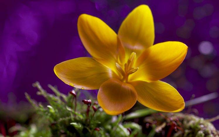 flowers, Macro, Nature, Yellow Flowers HD Wallpaper Desktop Background