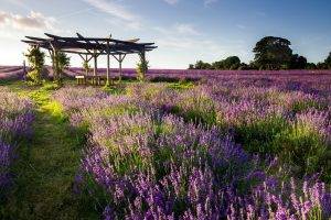 lavender, Purple Flowers, Field, Gazebo