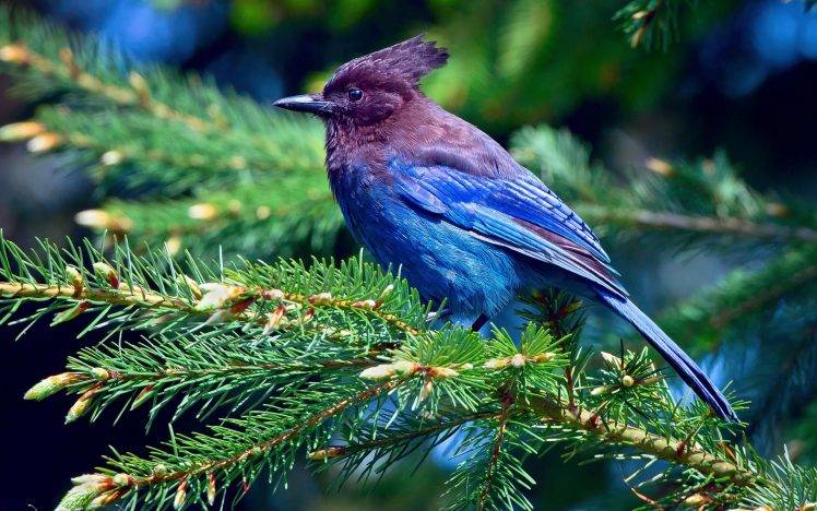birds, Nature, Leaves HD Wallpaper Desktop Background