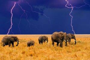 animals, Lightning, Elephants, Field