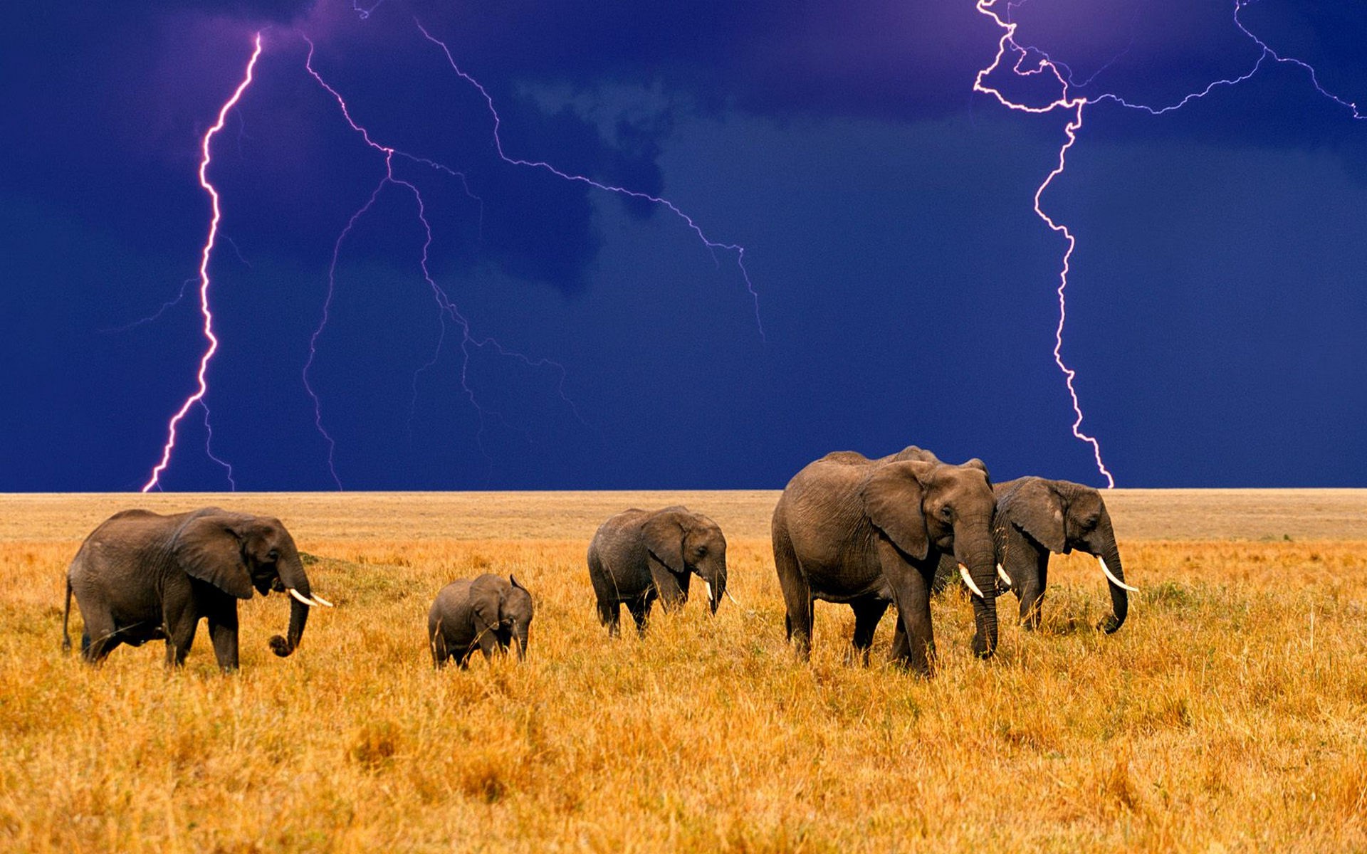 animals, Lightning, Elephants, Field Wallpaper